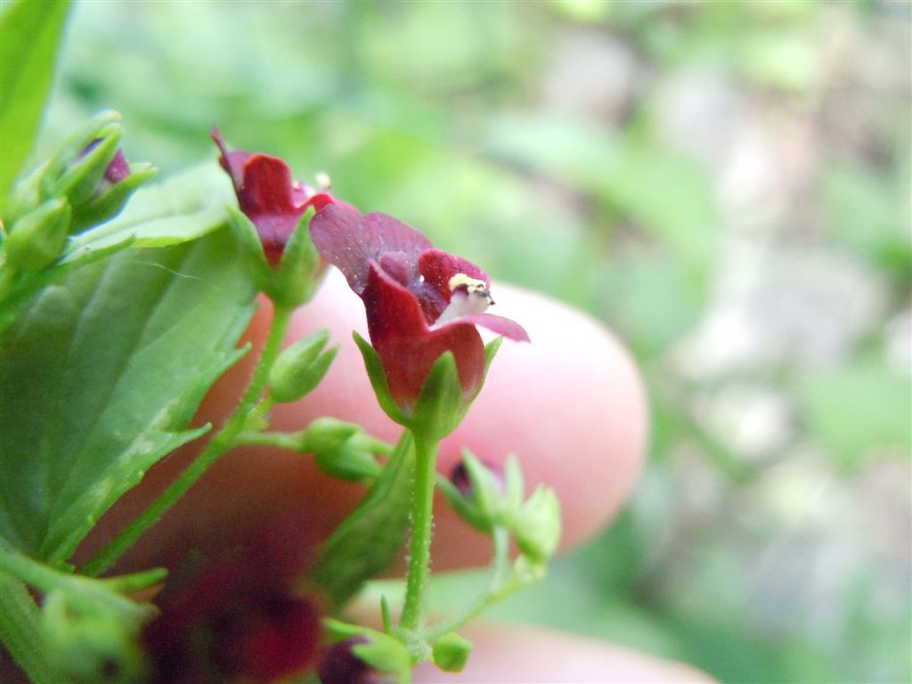Scrophularia peregrina